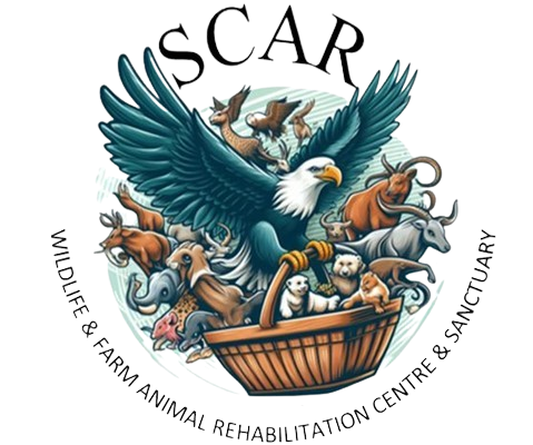 Scar