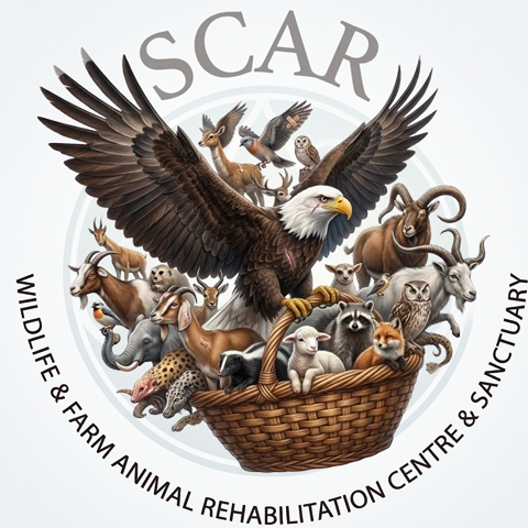 Scar